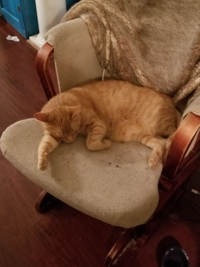 This Is T-Rex. It Is Nearly Impossible To Take A Picture Of Him Not Asleep, Lol.