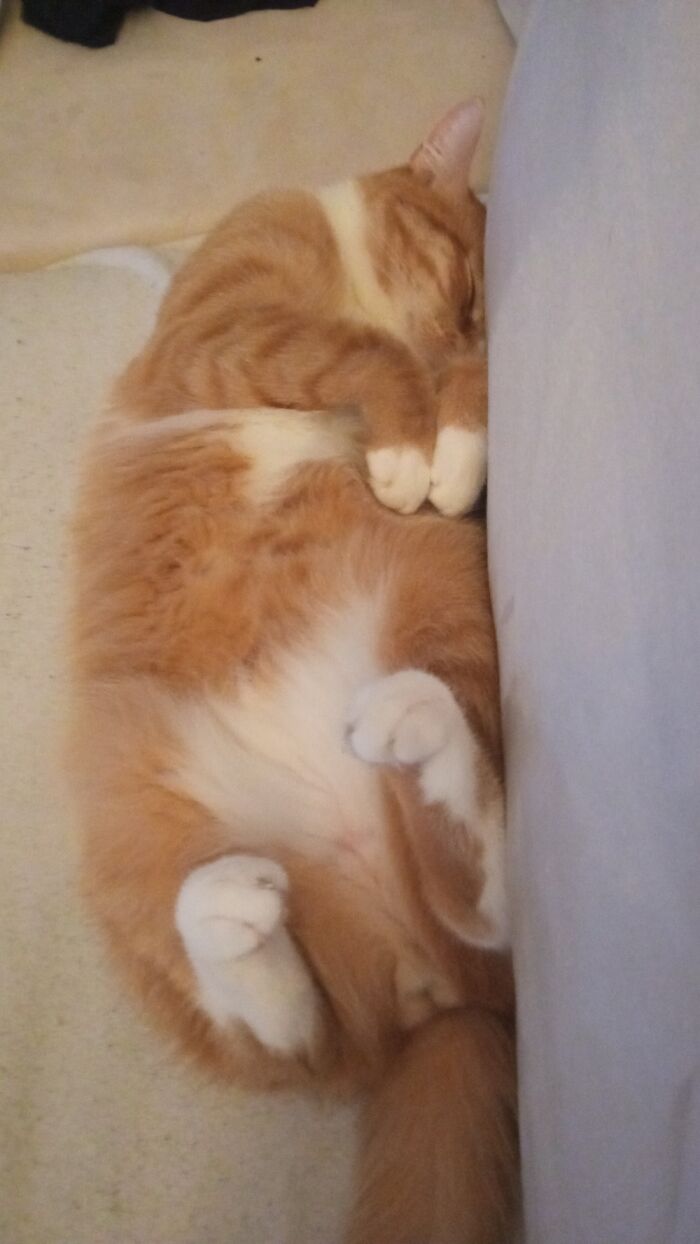 My Lovely Chunk Boy Mason. Found Him When He Was 10 Weeks - Now Slmost 3 Years.