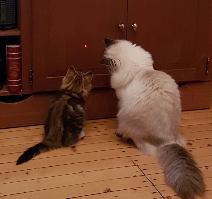 Actually Have No Kitten Pictures Of Niva Without Nero