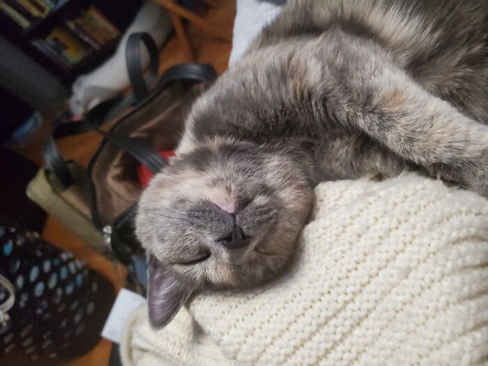 Ember Napping On My Sweater