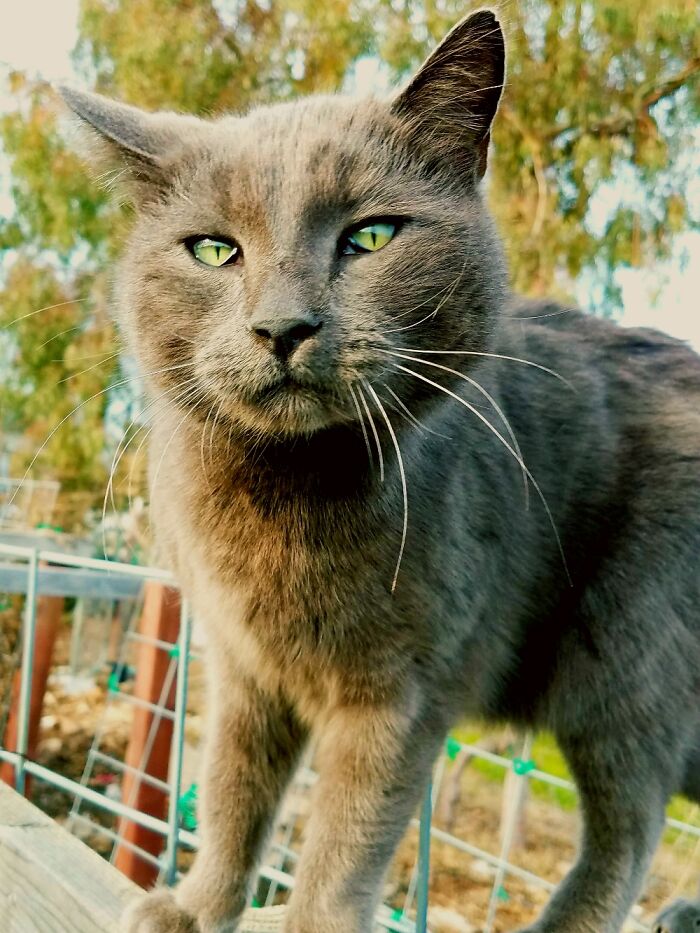 My Sweet Cat, Thunder