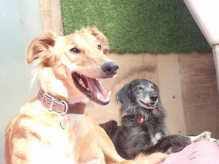 Solomon And Mia, Both Rescues, Enjoying The Sun