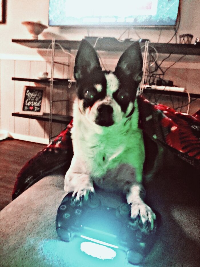 Max The Serious Gamer