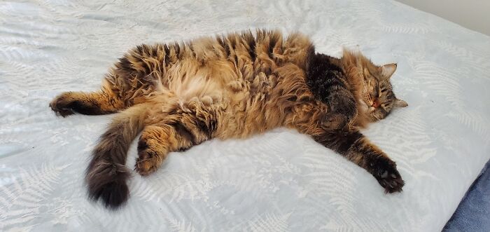 Caspian Takes My Queen-Sized Bed Because The Cat Bed Is Too Small.