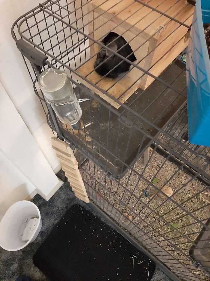 Chin-Chin The Chinchilla Taking An Afternoon Nap.