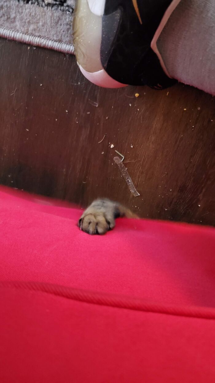 Eevee, The Achilles Slasher!