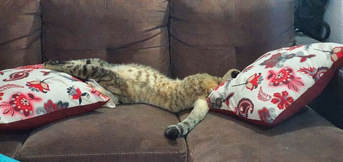 Mosho Stole My Couch