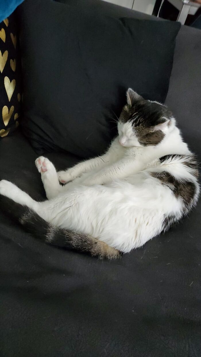 Henry Is Soooo Tired After Grooming Himself