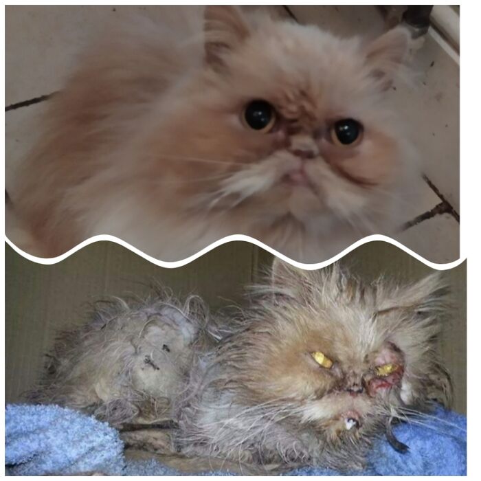 Faye, Found Fighting A Fox. She's The Sweetest Girl Who Demands 24/7 Lap Time