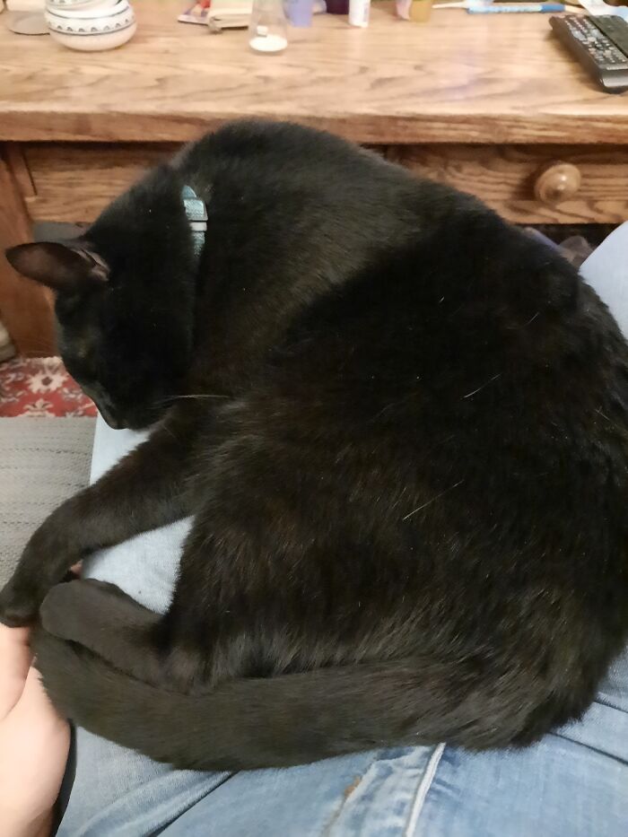 Very Sleepy Lap Cat