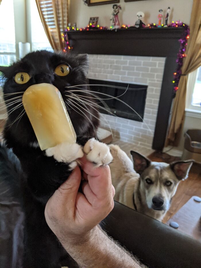 He Took The Dog's Treat. The Dog Was Mad.