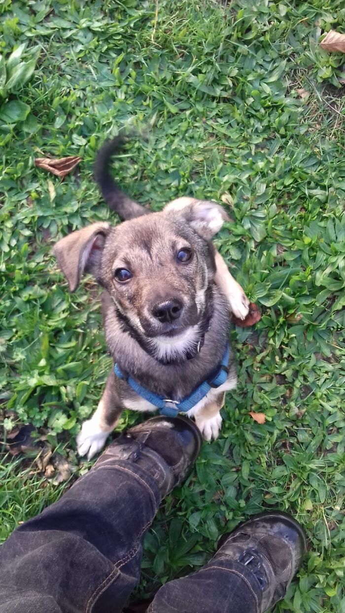 His Only Puppy Picture From Former Fosters