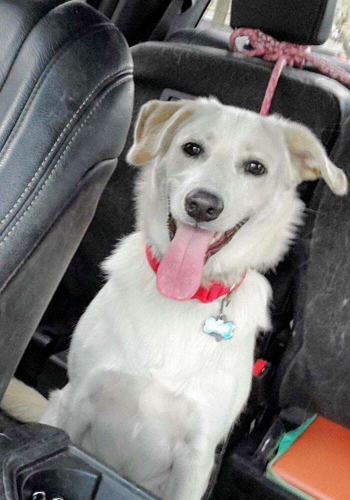 This Is Lucas, Or One Year Old Rescue Pup. What A Lovely Smile!