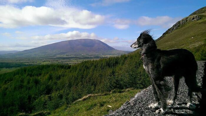 Mia, 14yrs Old, Enjoying Her Retirement After Being A Stray
