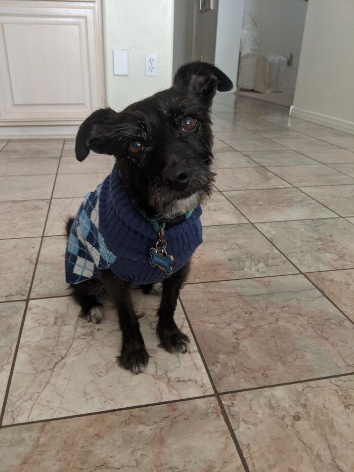 This Is My Dog Gumball. Rescued Him Off The Streets 7 Years Ago