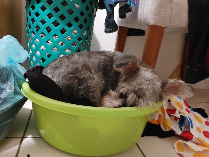 My Dog Thinks She's A Cat!