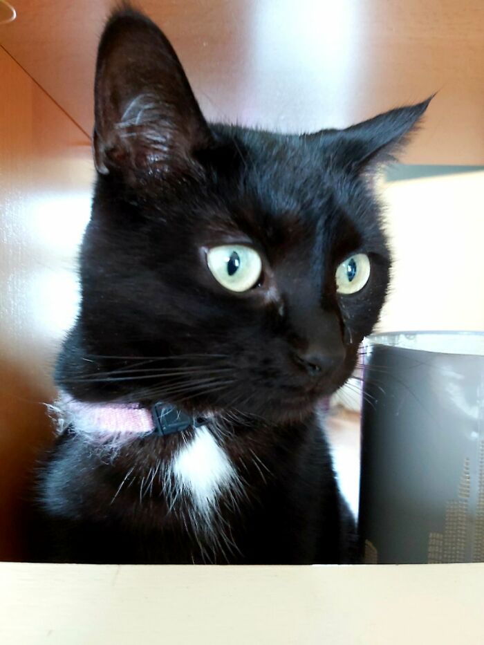 Raaf (Raven) We Got Her When She Was 4 Month Old