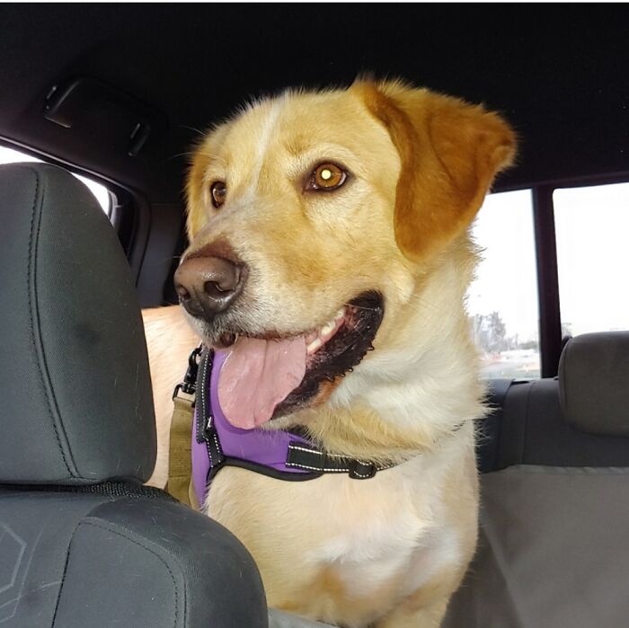 Meet Bucky! My Rescued Lab Husky Mix.