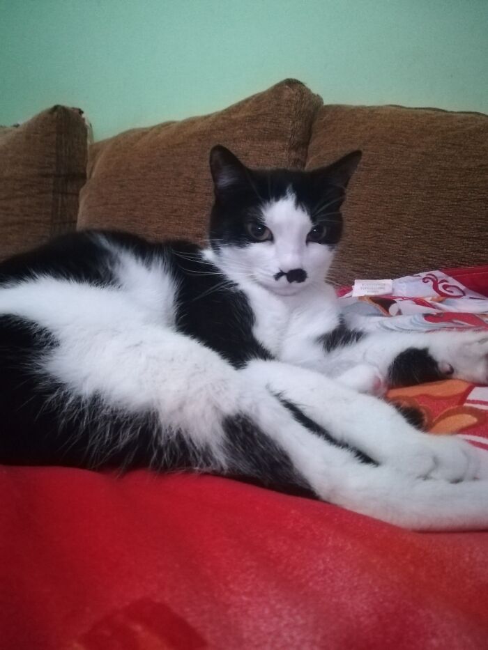 Dixy, I Saved Her From The Trash