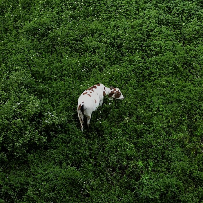 A Cow Enjoying His Meal