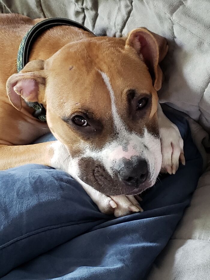 Willow, Our Sweet, Hella-Spoiled Rescue Pup.