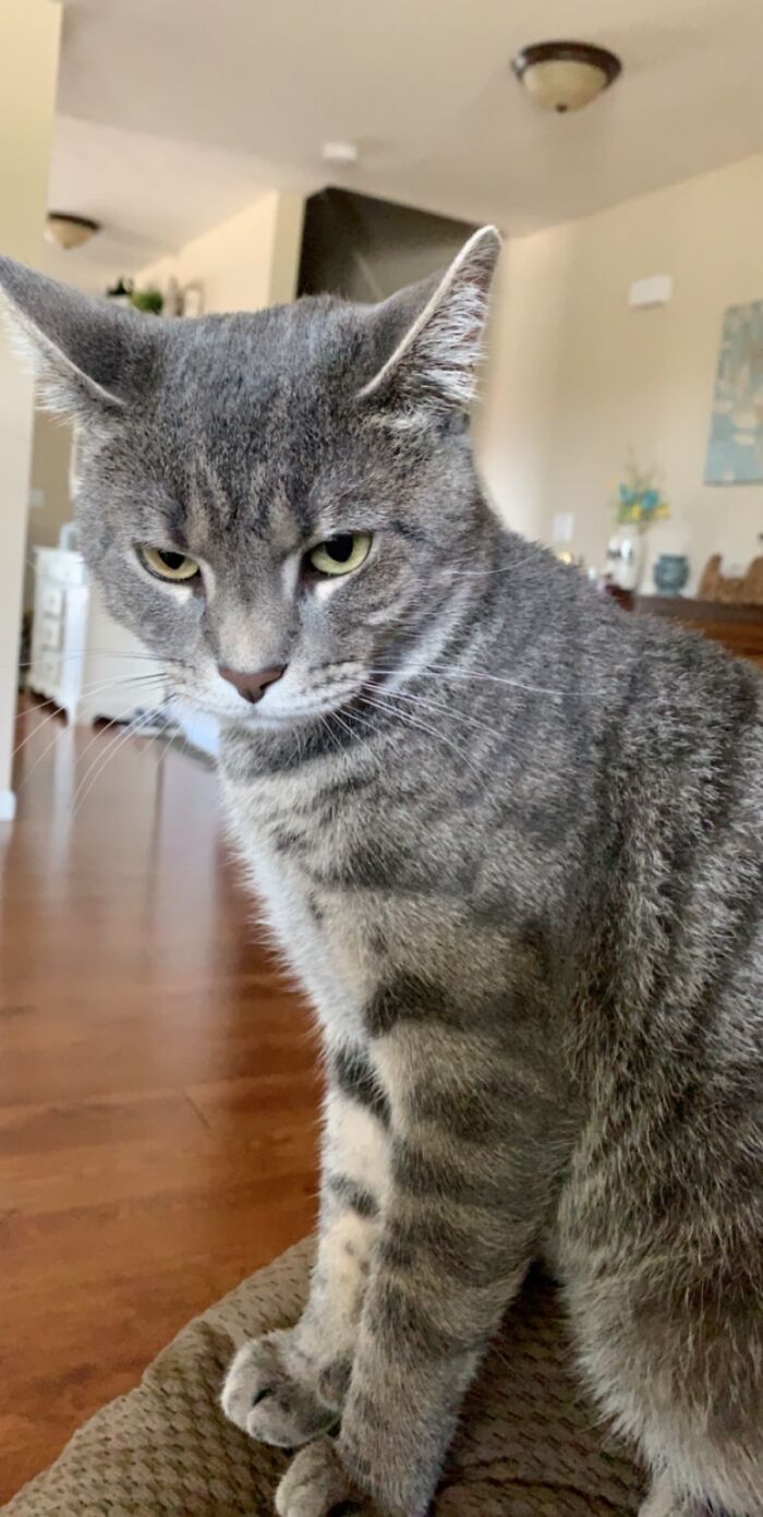 This Little Guy Followed Me Home From A Parade When He Was A Kitten, Fed Him, And He Never Left