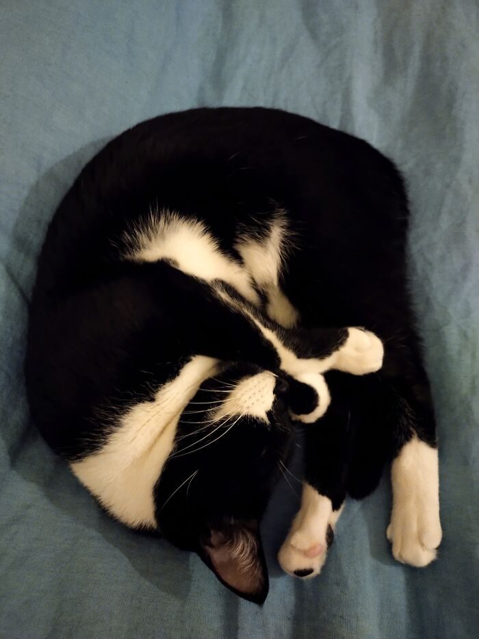 Circle-Cat