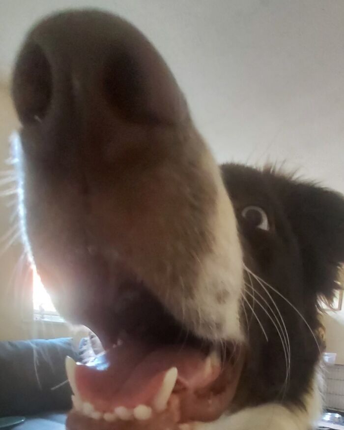 Loki And His Giant Snout !😂