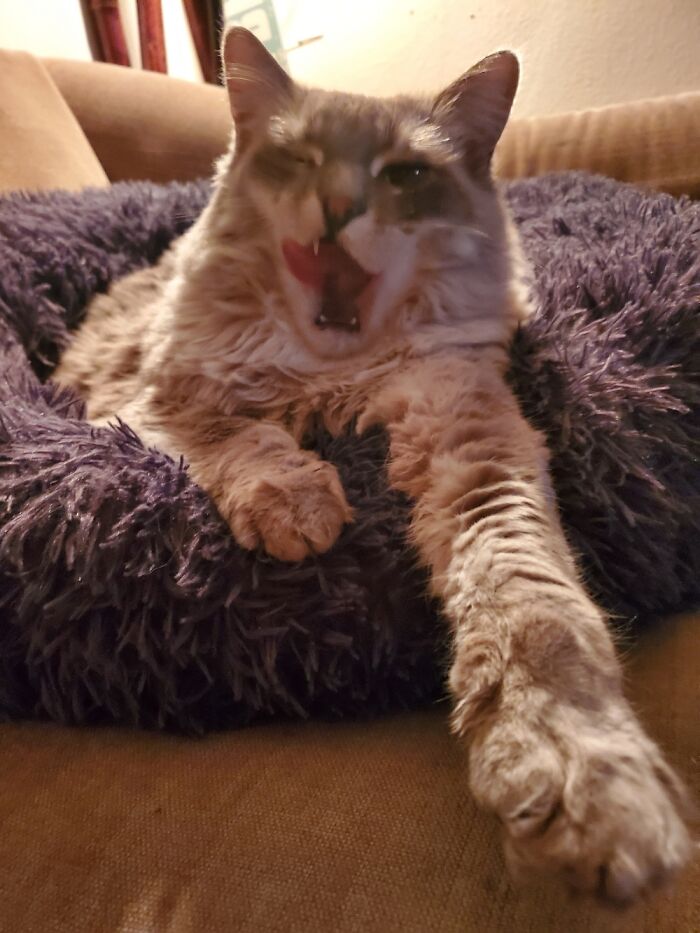 Perfect Pic Of Her Yawning!!!!!