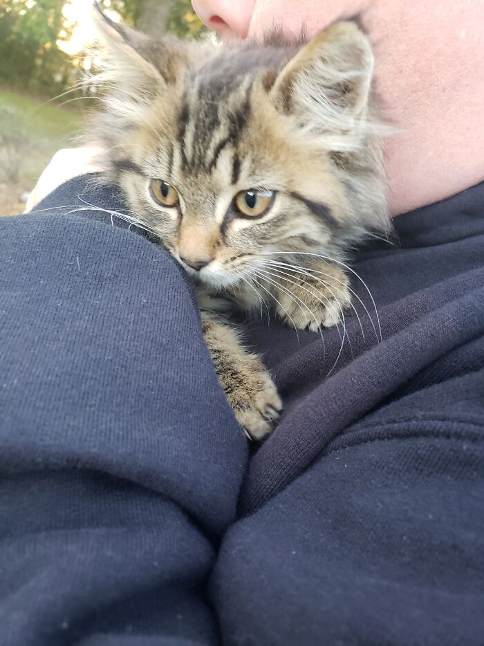 Rosie. At 5 Weeks Found On Our Property Out In The Country. Now 5 Months And My Precious Girl.