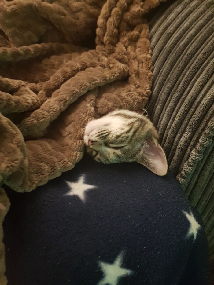 The Precious One In A Rare Moment Of Calm.