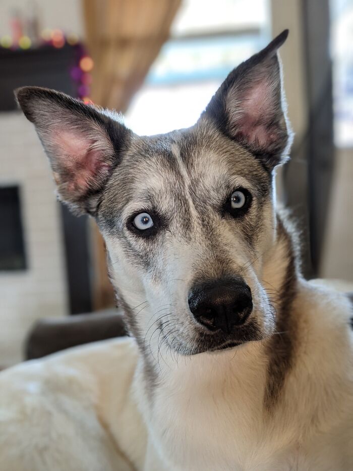 Meet Kirby. He's A Huskie/Pibbie Rescue Boy.
