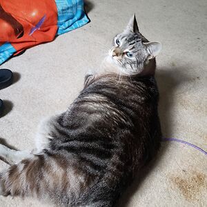 heather_a_sheppard avatar