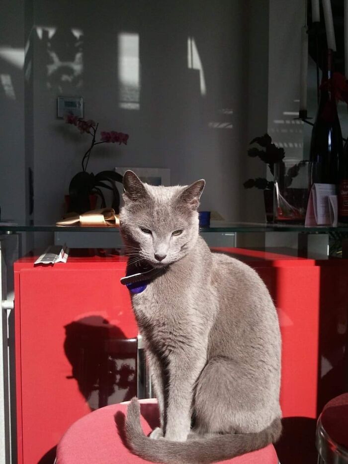 This Beauty Is Called Tompoes (Tom, The Cat) . 10 Yrs Ago She Wandered In,looking For A Home.