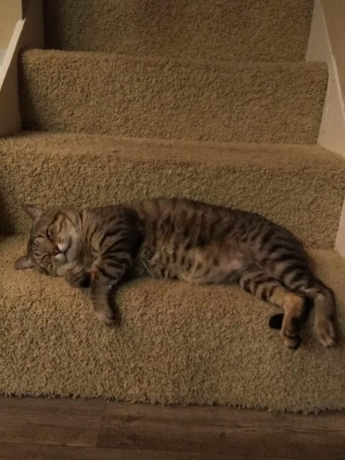 Squee Almost Made Down The Stairs Lol