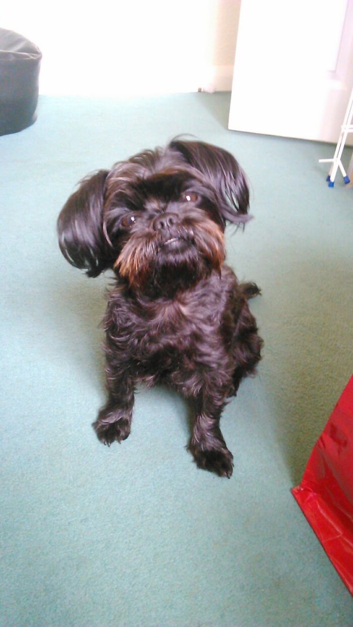 My Beautiful Little Holly. ❤️💛💖💚🧡💜💙🐾