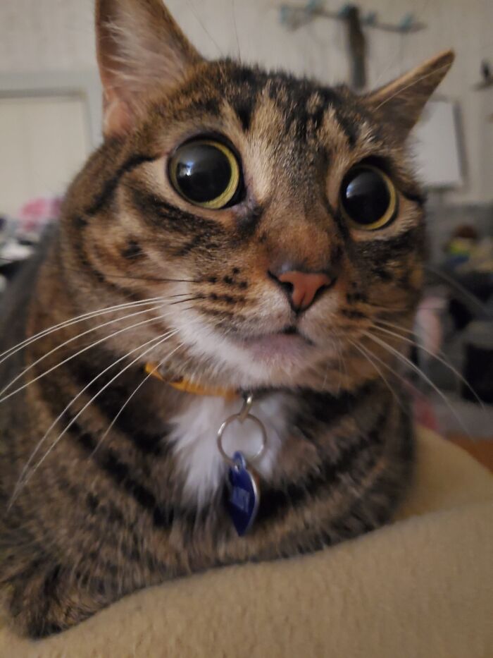 Daisy Getting Ready To Teach Me The Art Of Not Touching Her Toe Beans