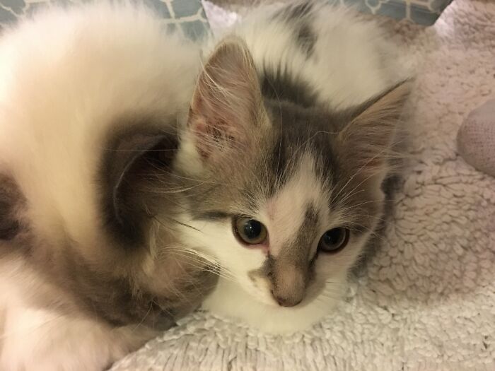 Baby Bella Snuggling With Her Big Brother Diego.