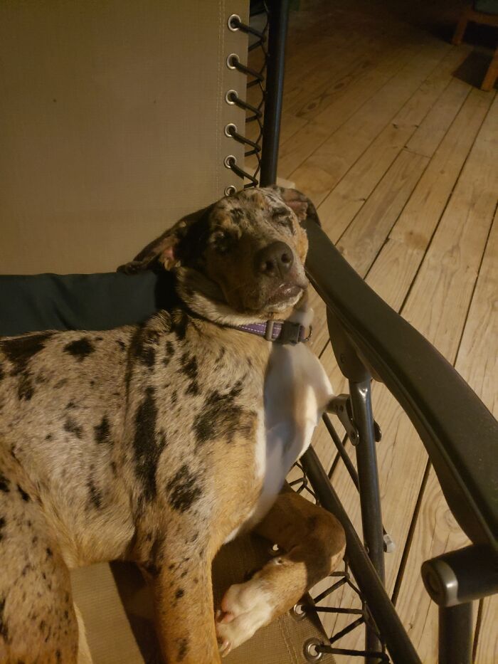 Pupped Out For The Day