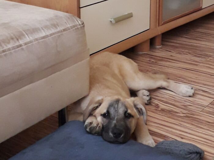 Lara, About 5 Months Old, On The Day We Adopted Her