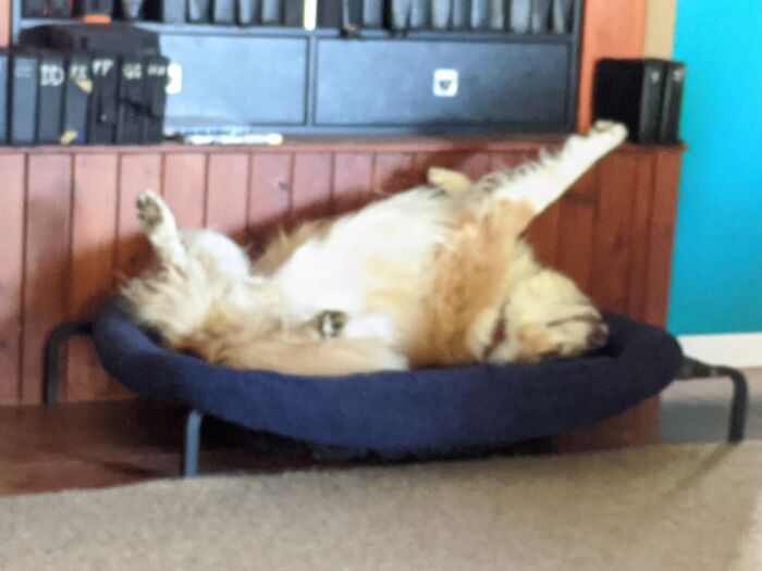This Is How My Collie Tycho Sleeps Most Of The Time!