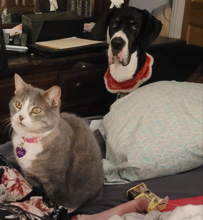 We Are Too Stupid To Be Angry