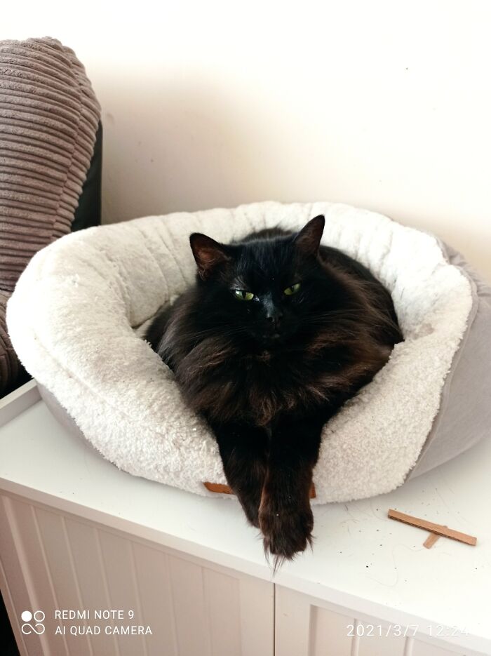 Miss Magic Fuzzypaws, My Emotional Support Cat, Captured My Heart And Saved My Life 2 Years Ago