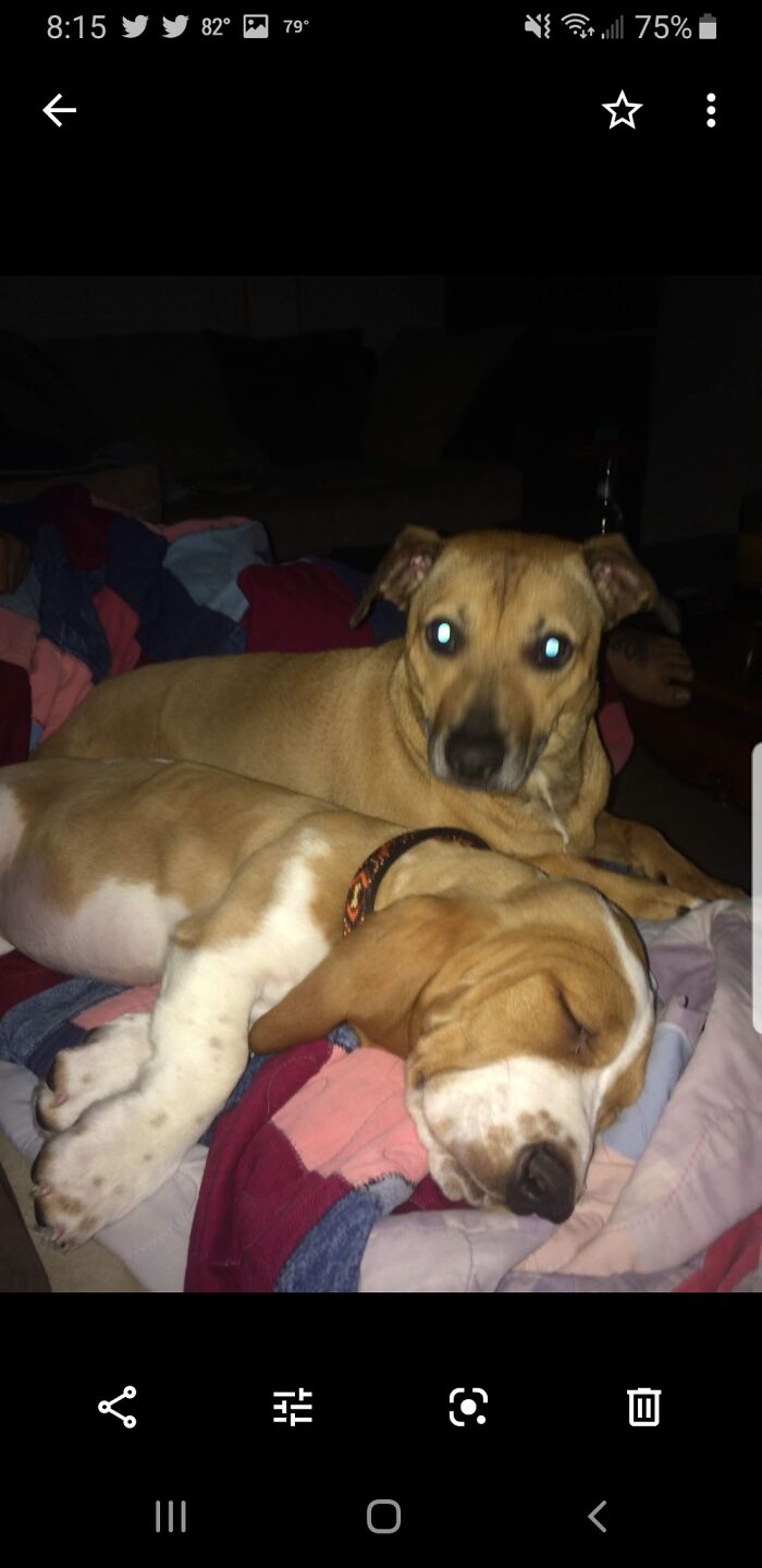 Sebastian Was Abandoned In A Garage When I Found Him. Now His Big Sister Watches As He Sleeps.♥