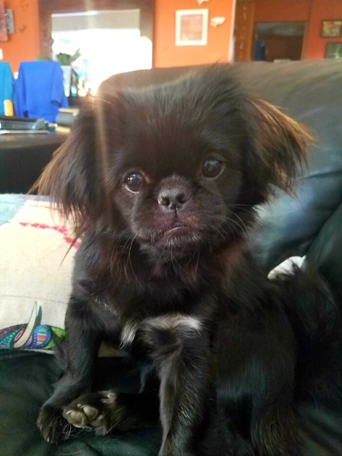 Miss Zhen - Buddha's Big Sister