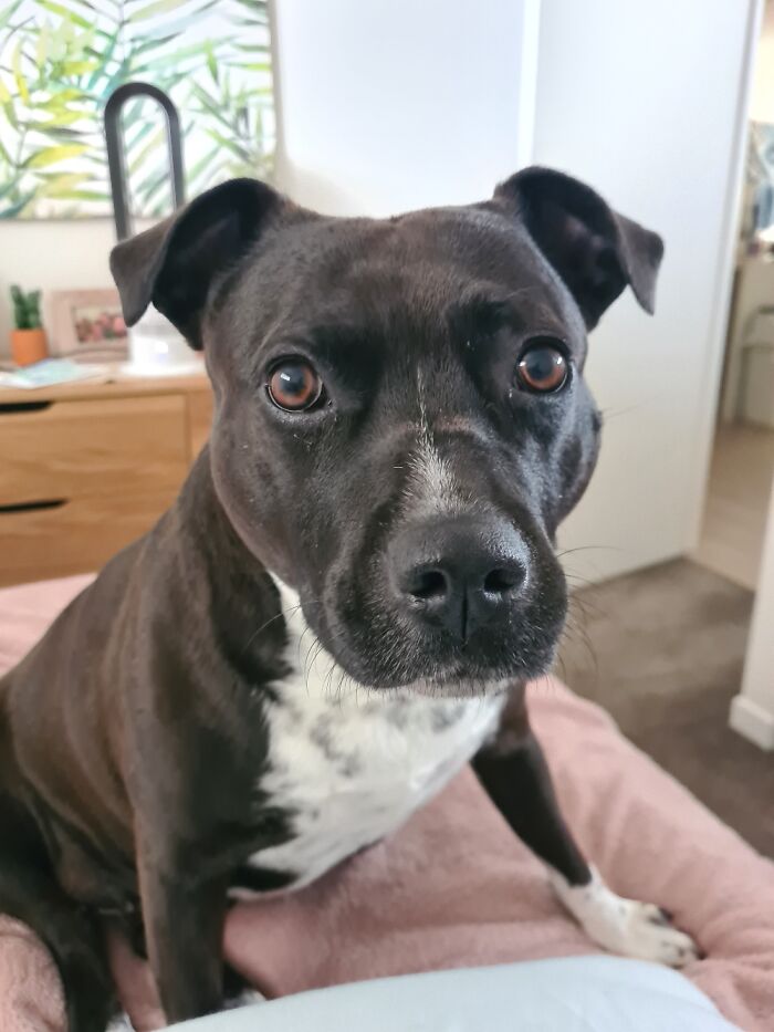 This Is My Rescue Girl, Indie. She Keeps Me On My Toes!