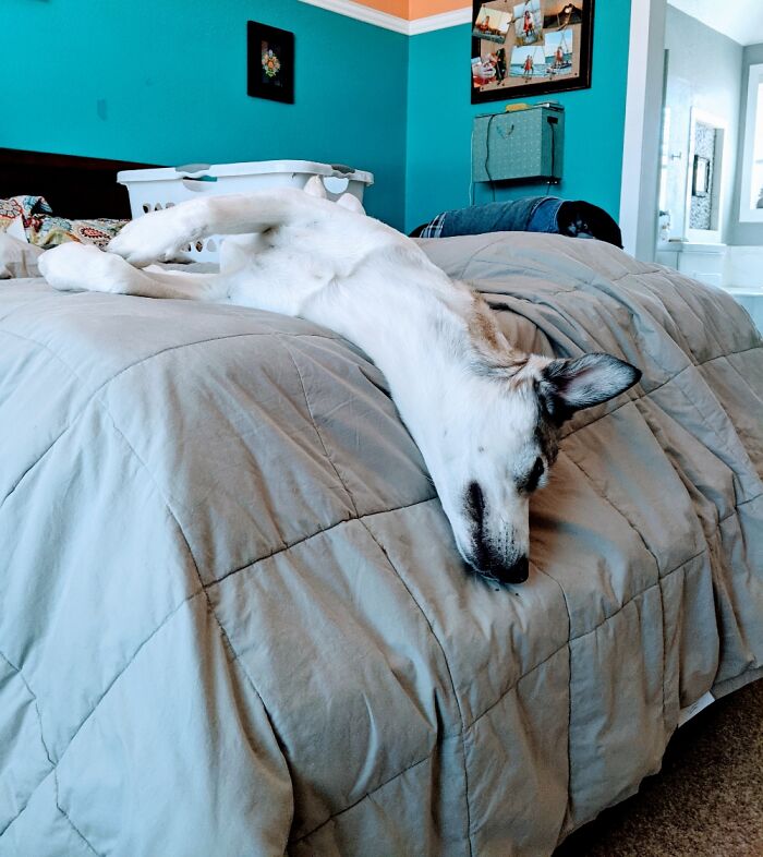 He Melted In His Sleep.