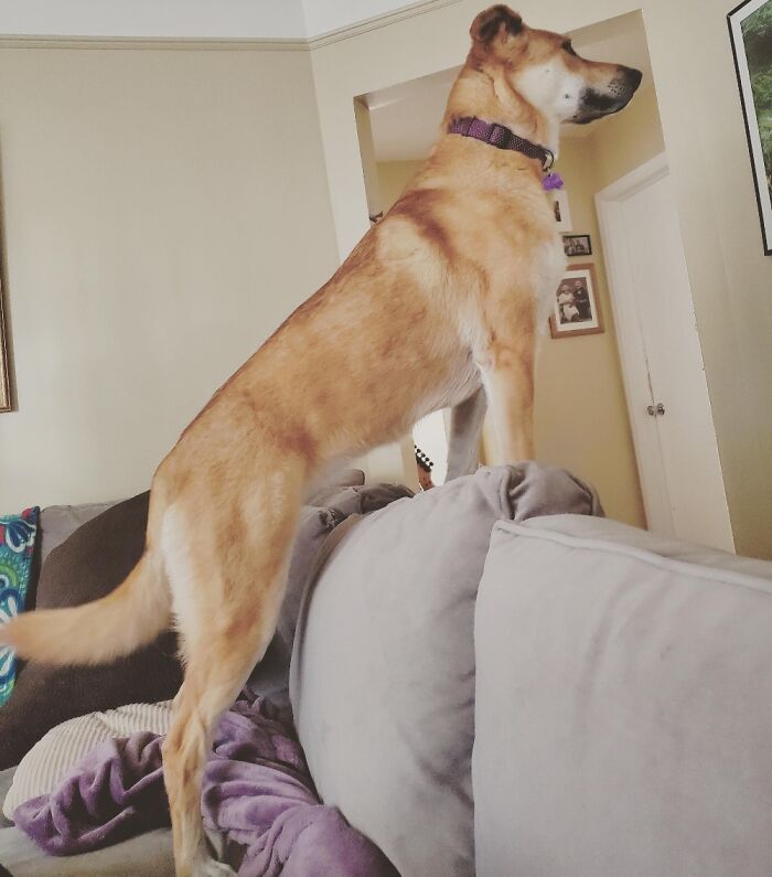 Regal Poses Of A Rescue: Couch Conquering