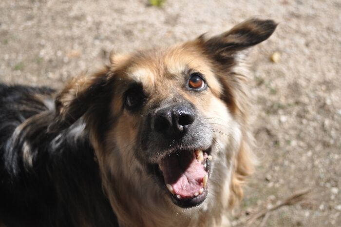 Moonlight. We Recued Her Over 13 Years Ago. She's Everything.