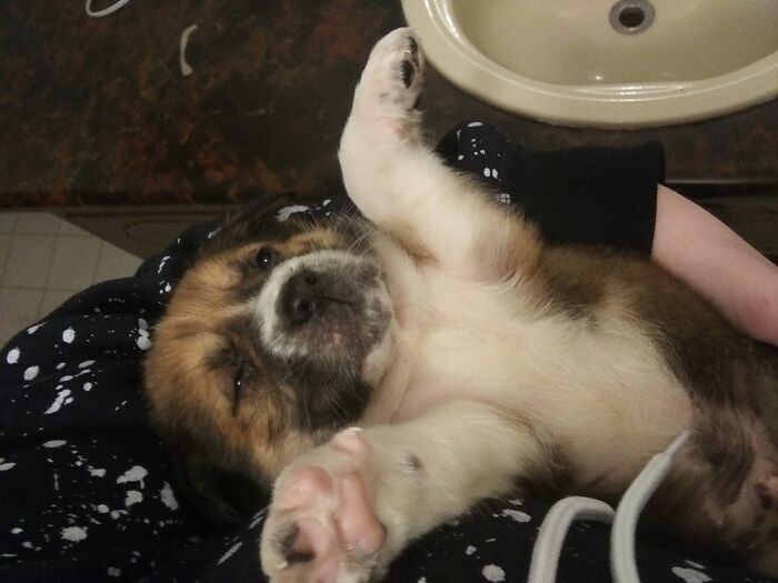 Just A Picture Of This Little Flerp Derp Olaf.he Doesn't Look Like He Likes It But He Loves It